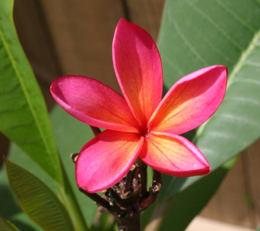 Kaneohe Sunburst plumeria photo