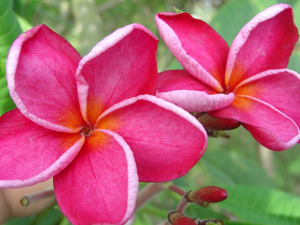 Kaneohe Sunset plumeria photo