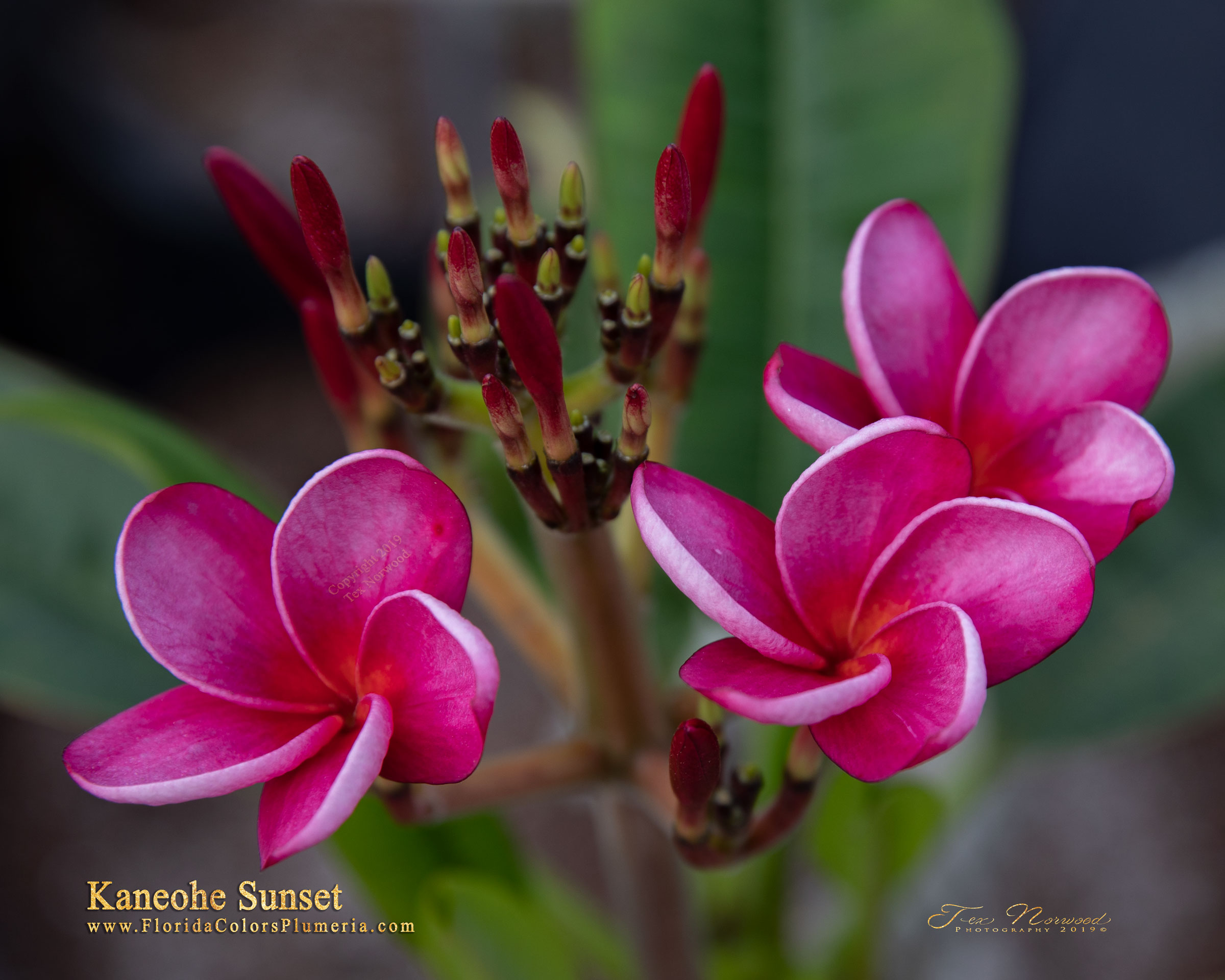Kaneohe Sunset plumeria photo