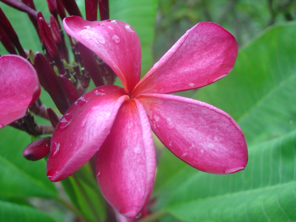 Kathleen Rose plumeria photo