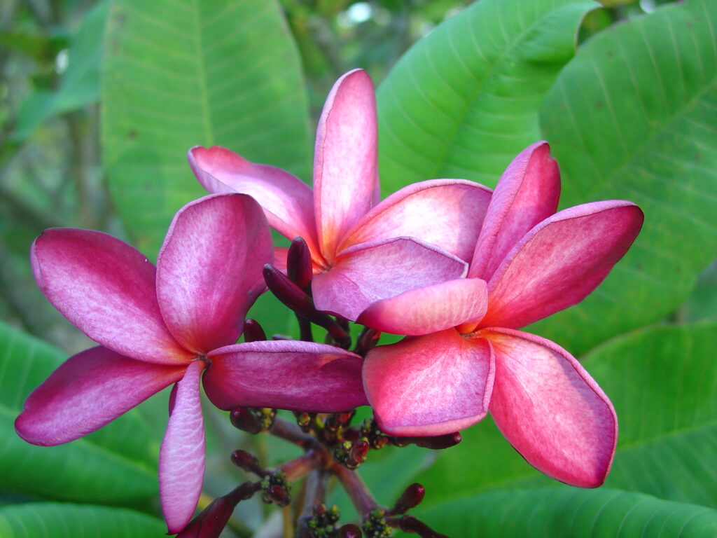 Kathleen Rose plumeria photo