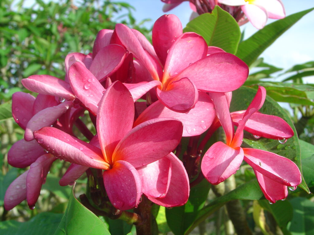 Kathleen Rose plumeria photo