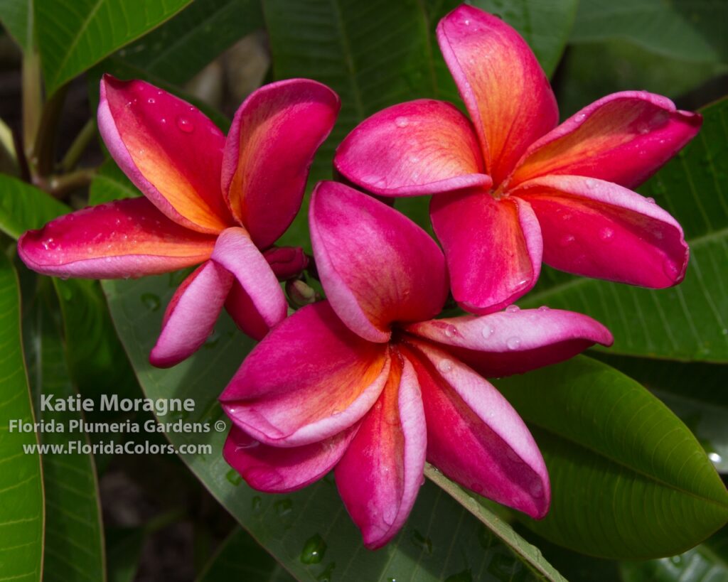 Katie Moragne plumeria photo