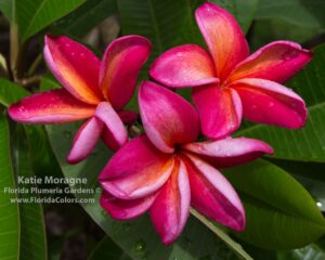 Katie Moragne plumeria photo