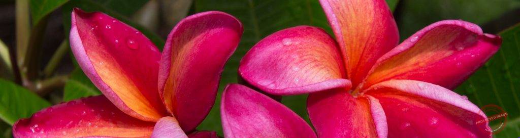 Historical Katie Moragne plumeria reference image