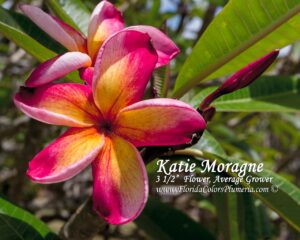 Katie Moragne plumeria photo
