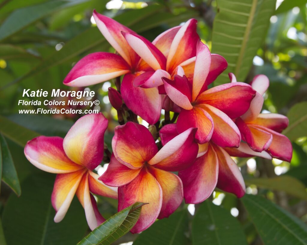 Katie Moragne plumeria photo