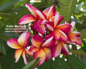 Katie Moragne plumeria photo