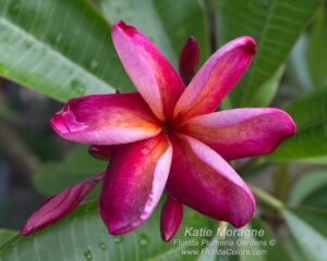 Katie Moragne plumeria photo