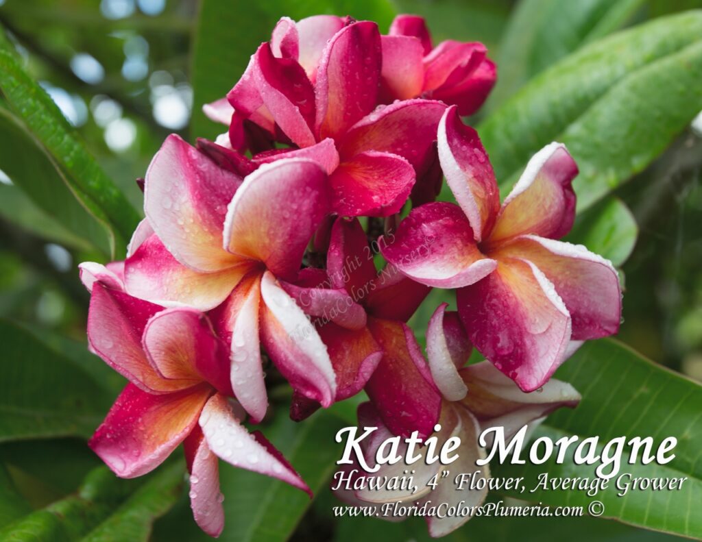 Katie Moragne plumeria photo