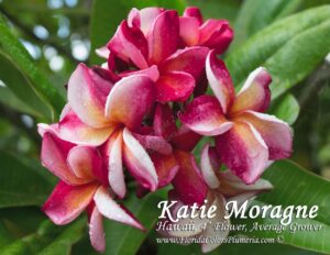 Katie Moragne plumeria photo