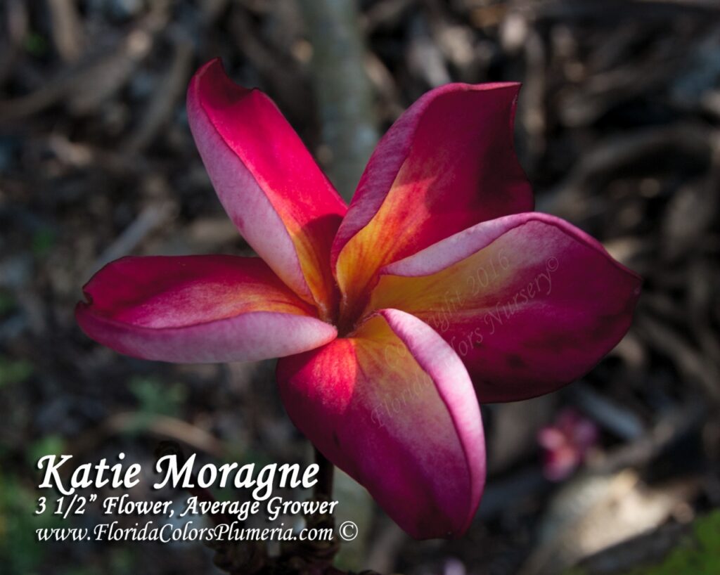 Katie Moragne plumeria photo
