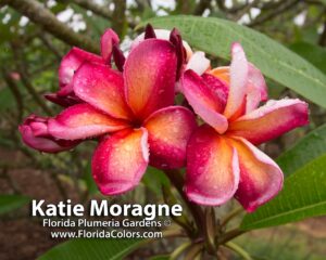 Katie Moragne plumeria photo