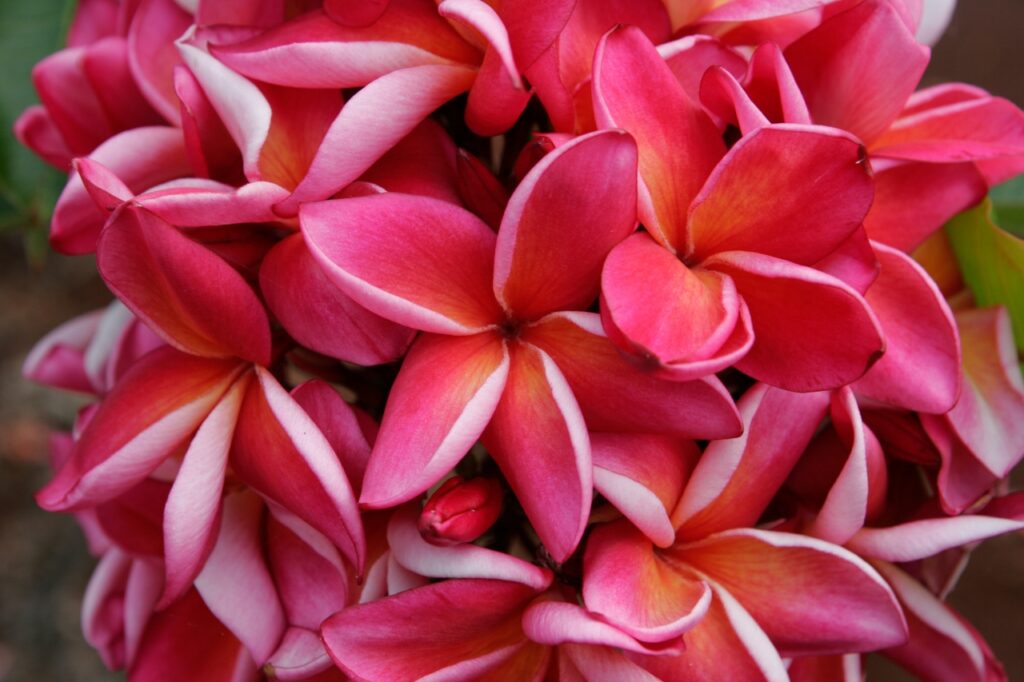 Katie Moragne plumeria photo