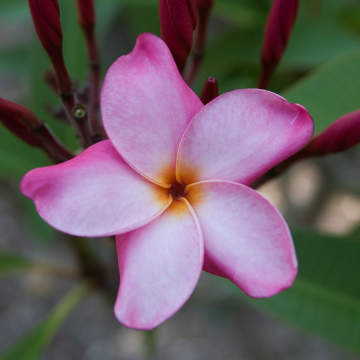 Katrina FCN plumeria flower