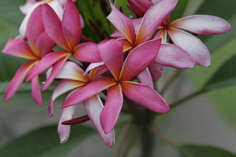Big Pink Curl plumeria photo