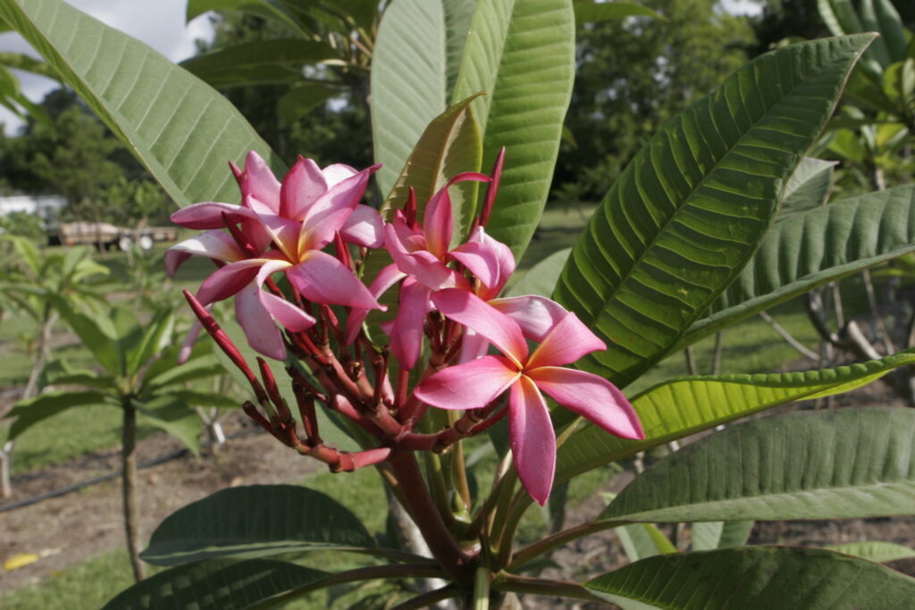Big Pink Curl plumeria photo