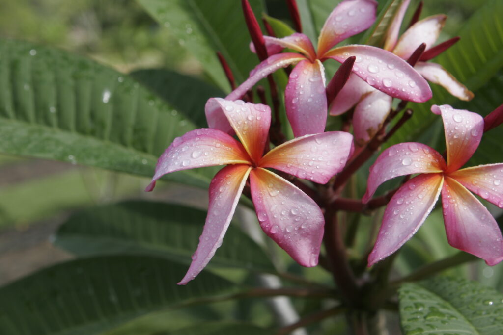 Big Pink Curl plumeria photo