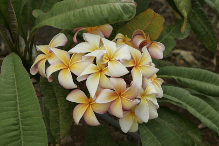 Kaua’i Orange-Yellow plumeria photo