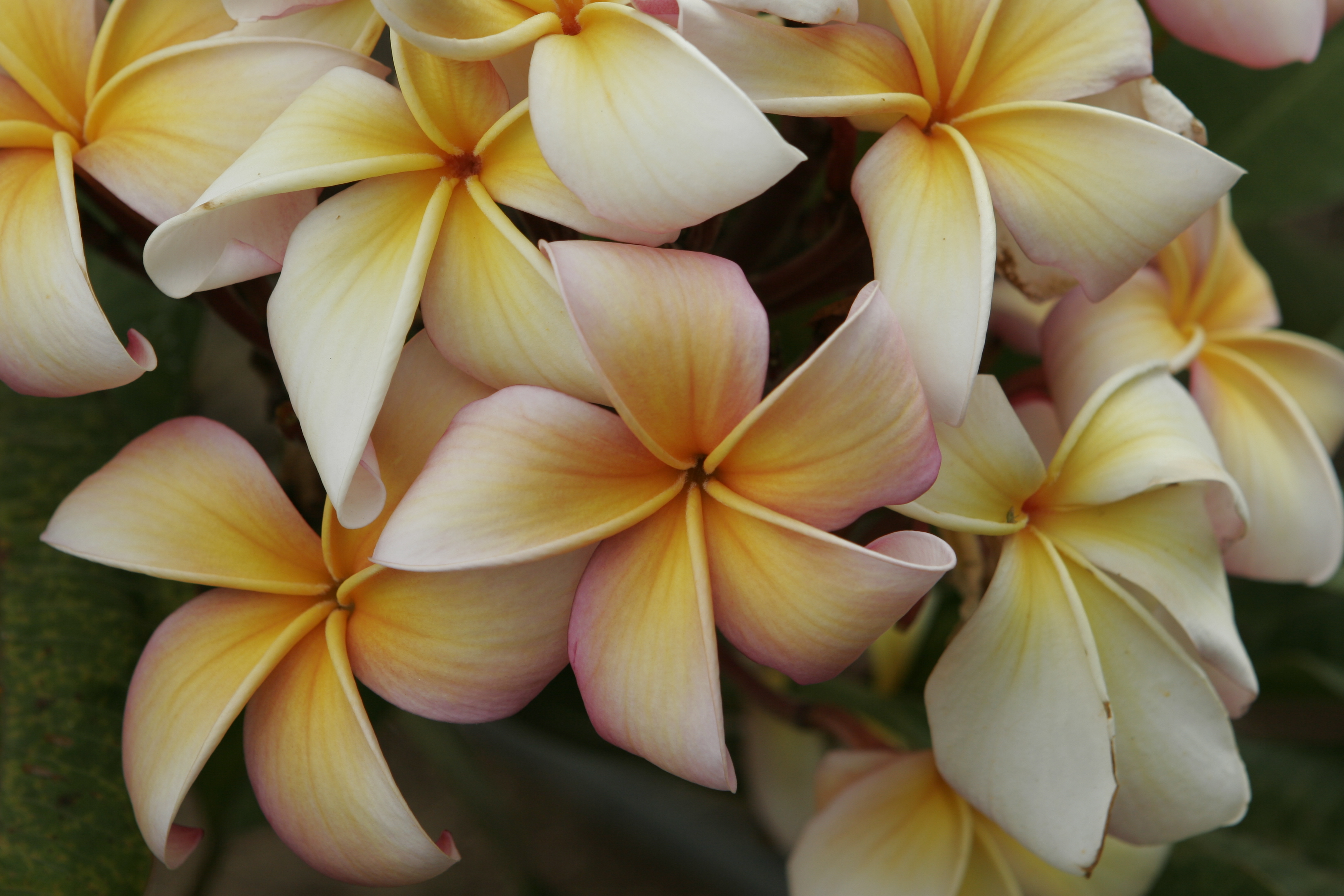 Kaua’i Orange-Yellow plumeria photo