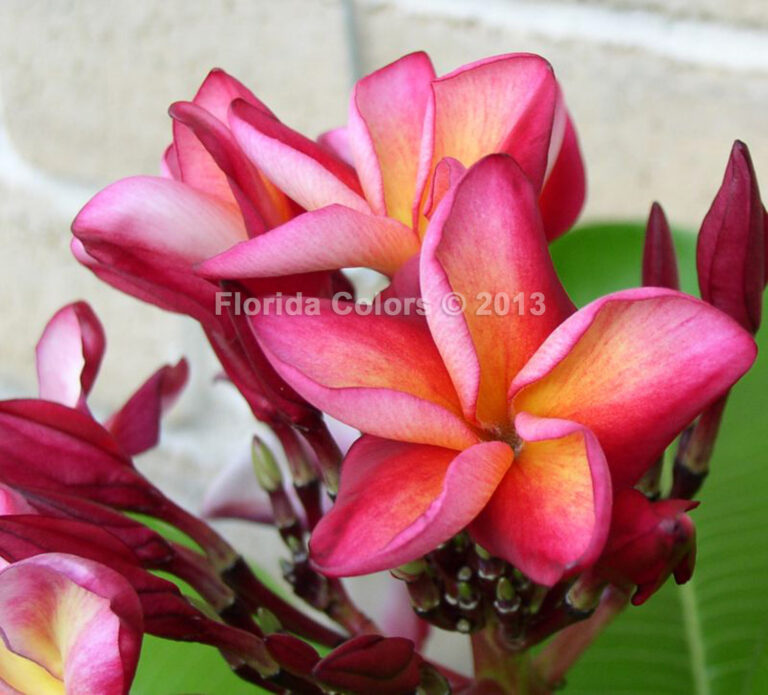 Kaua’i Wedding plumeria photo