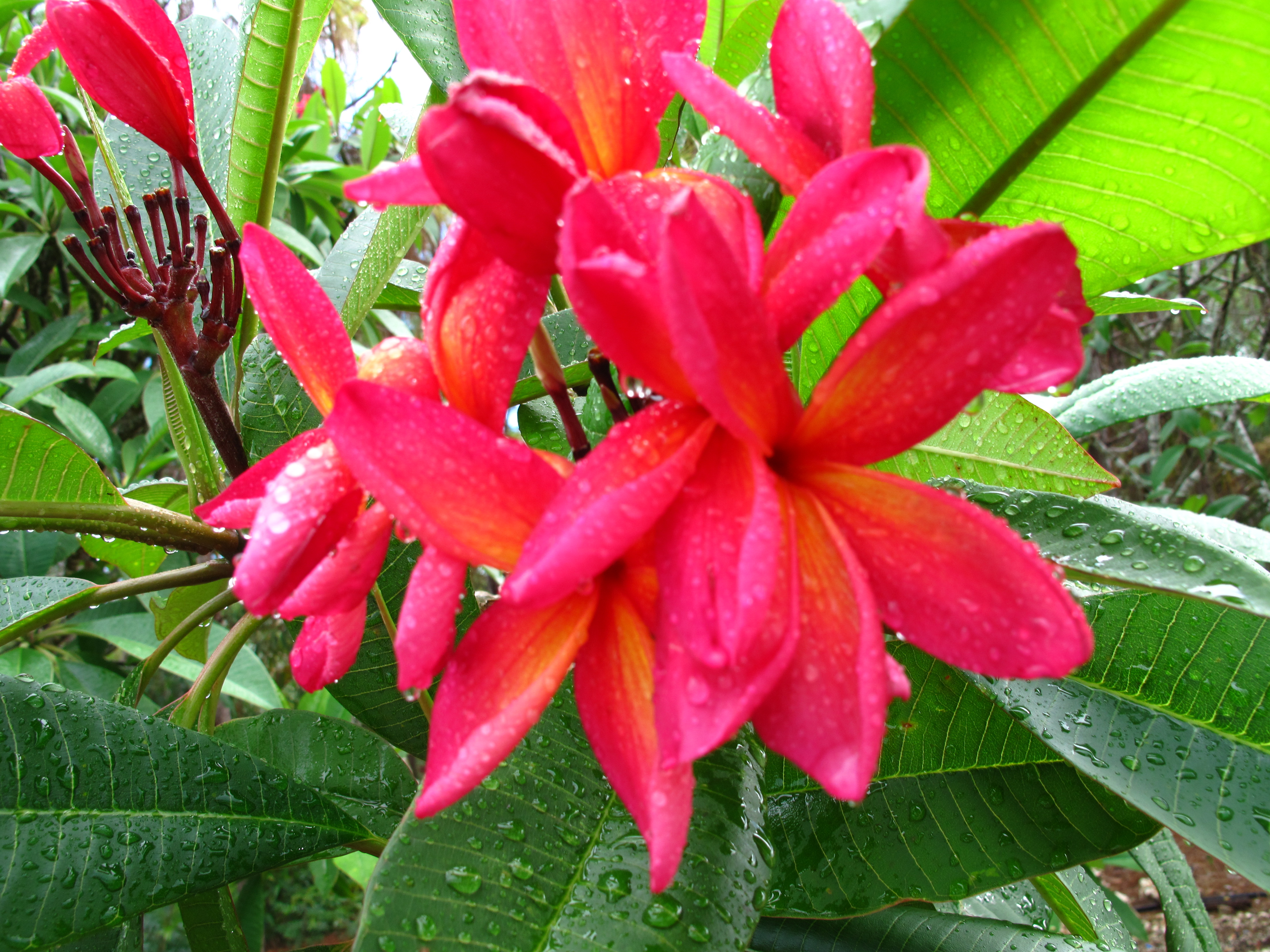 Kauka Wilder plumeria photo