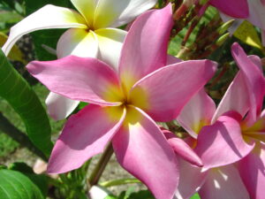 Kay&rsquo;s Star plumeria