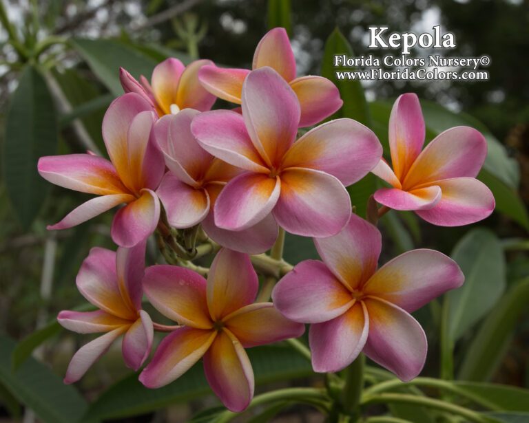 Kepola plumeria photo
