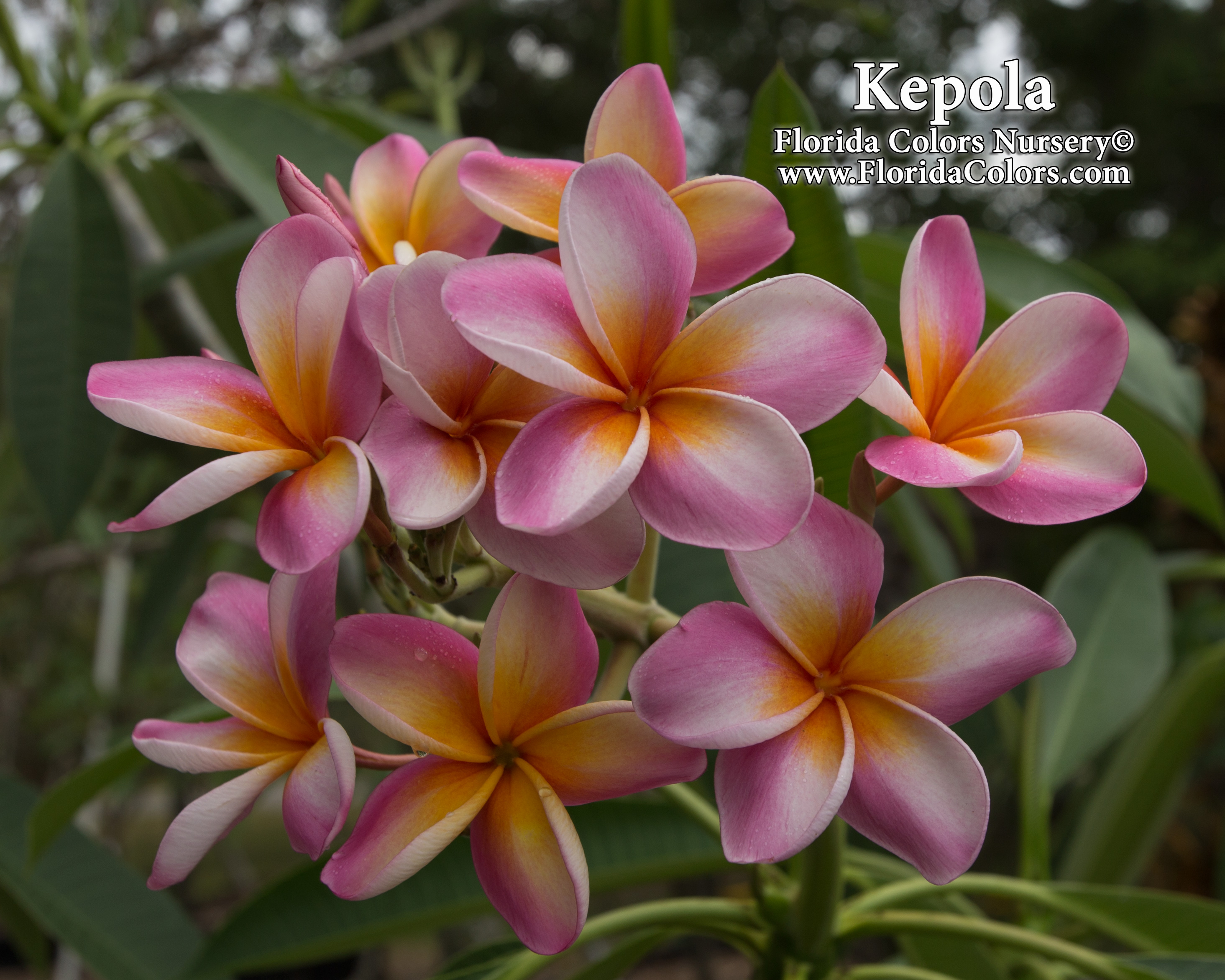 Kepola plumeria photo