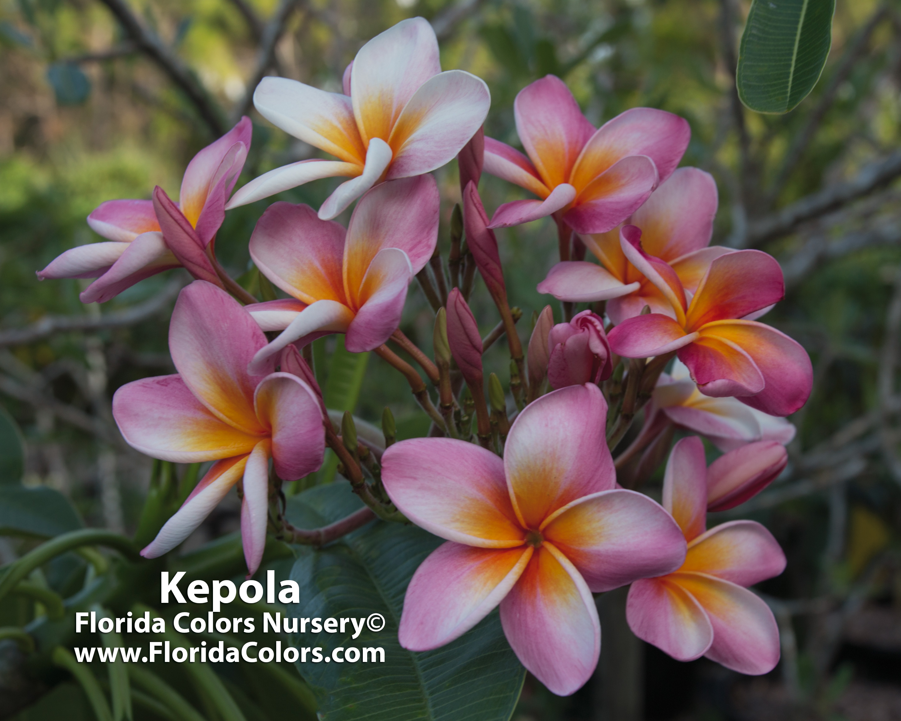 Kepola plumeria photo