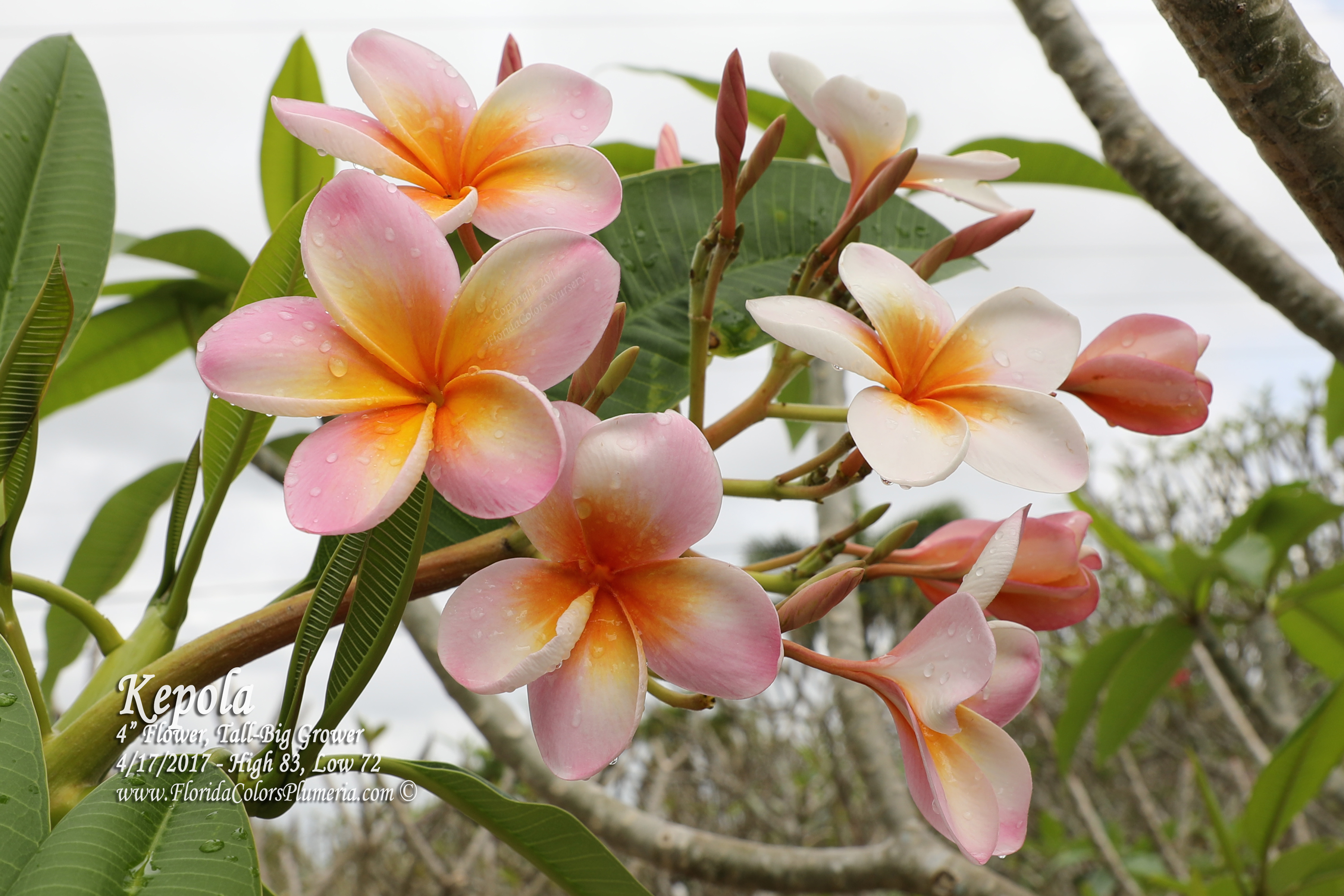 Kepola plumeria photo