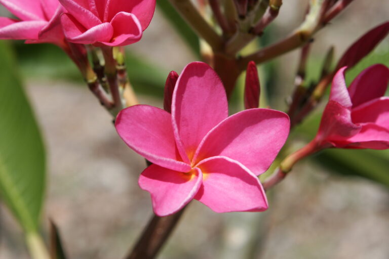 Key West Pink plumeria photo