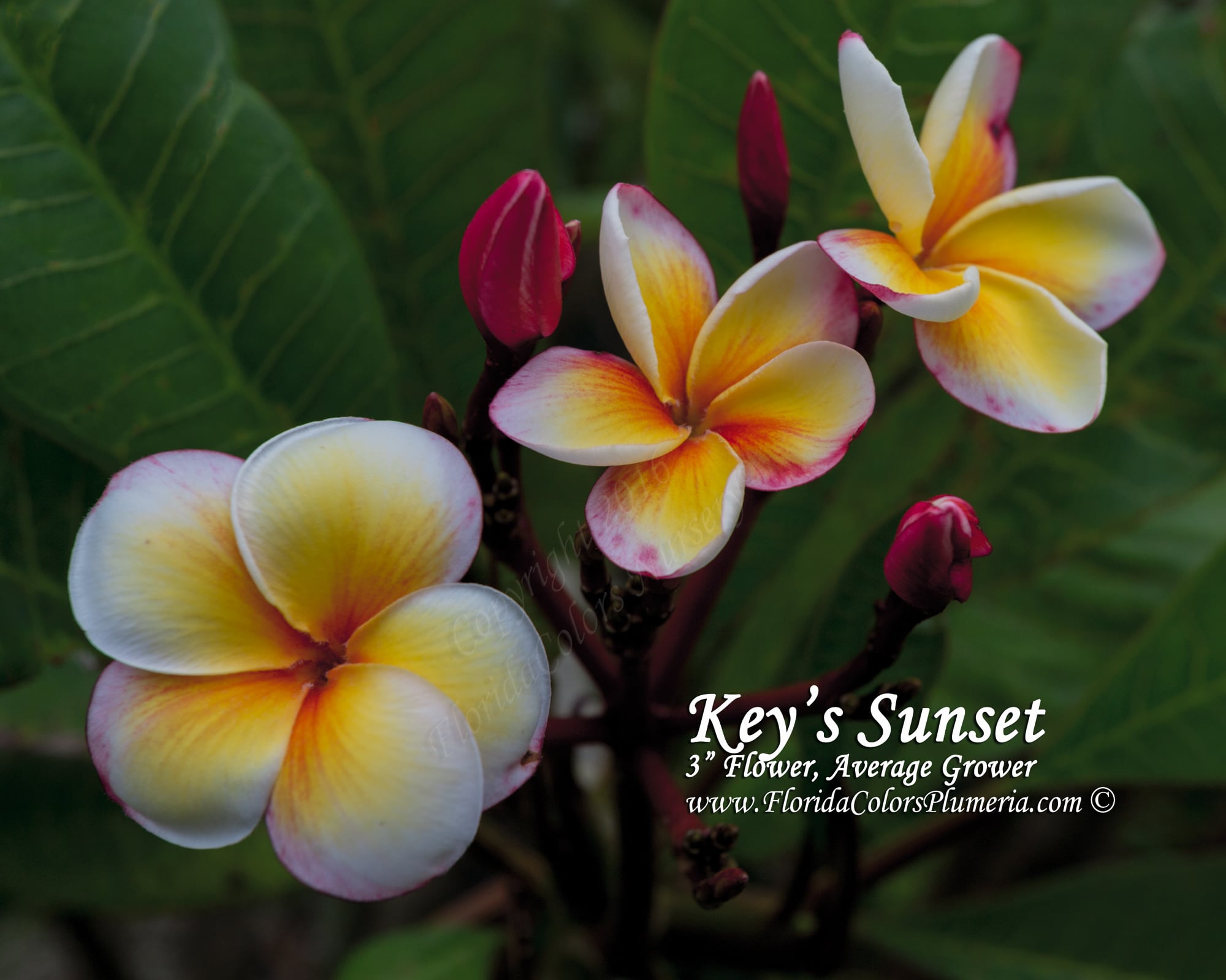 Keys Sunset plumeria photo