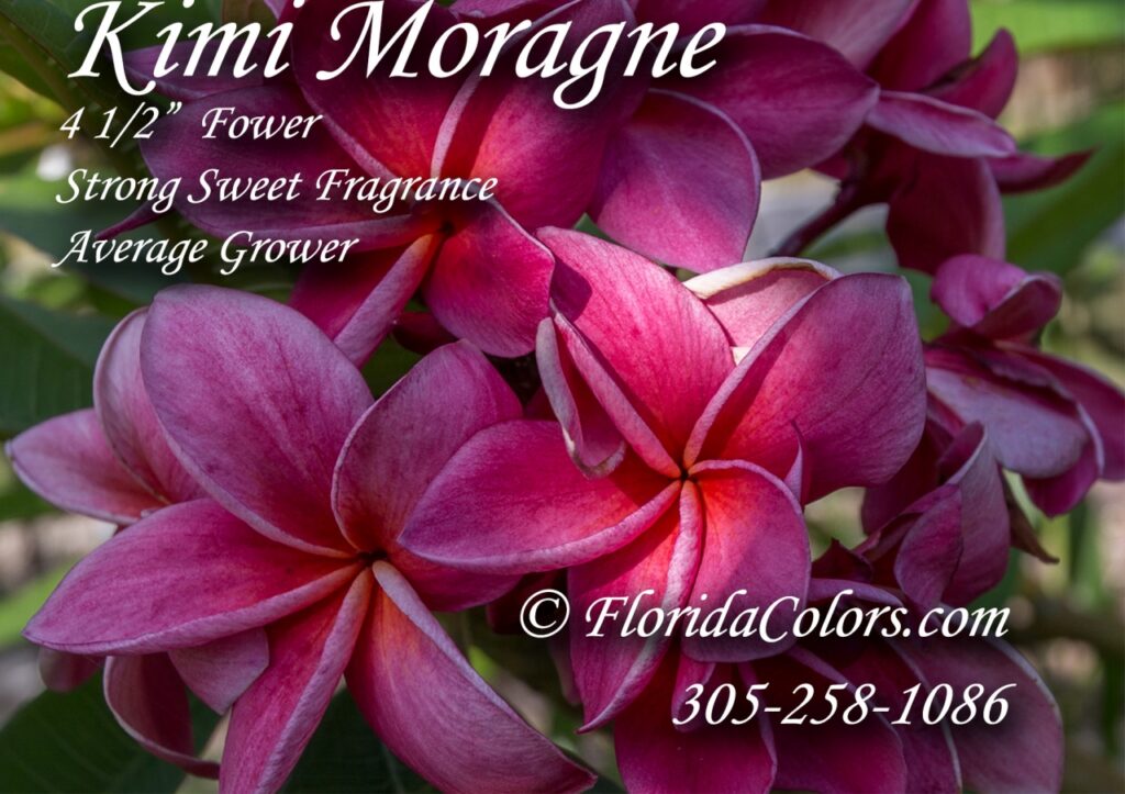 Kimi Moragne plumeria photo
