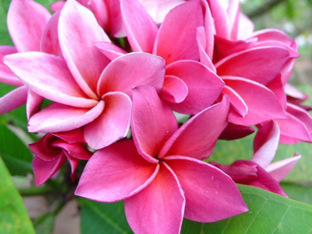 Kimi Moragne plumeria photo