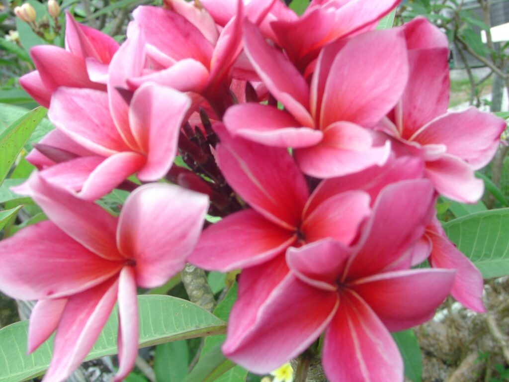 Kimi Moragne plumeria photo