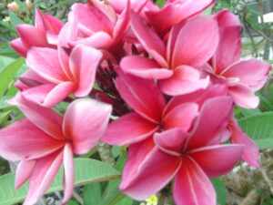 Kimi Moragne plumeria photo