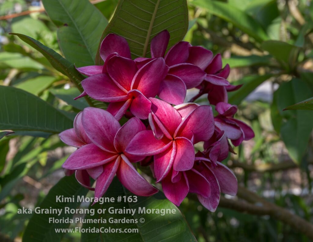 Kimi Moragne plumeria photo