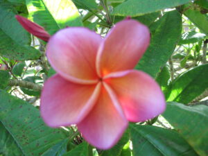 Kimo plumeria