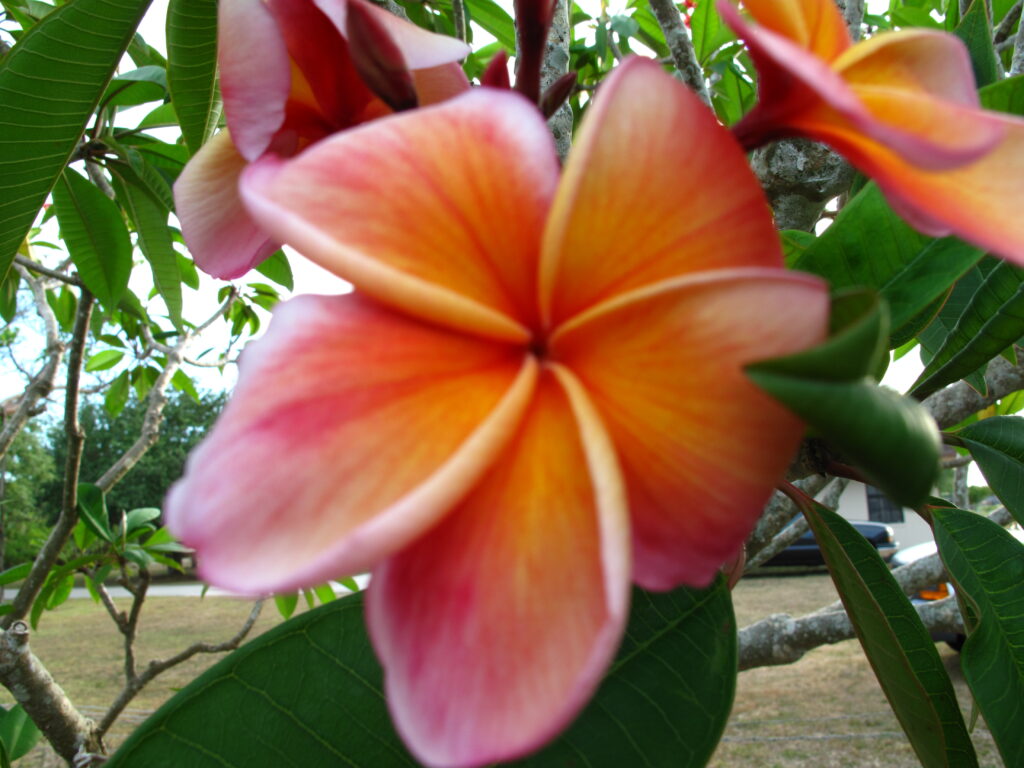 Kimo plumeria photo