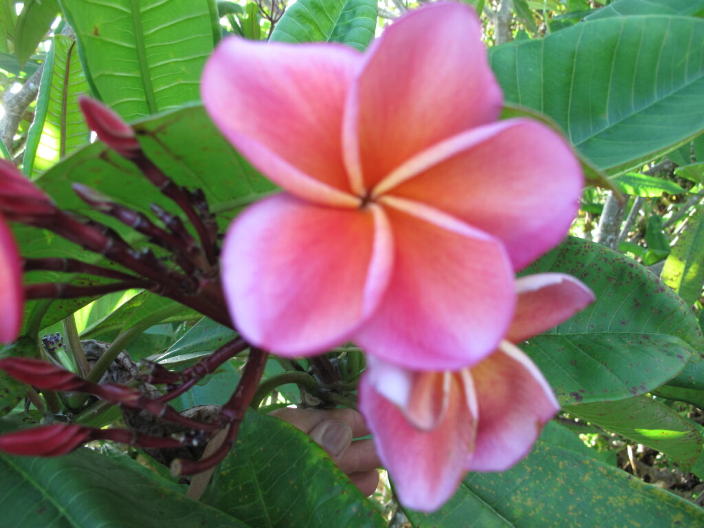 Kimo plumeria photo