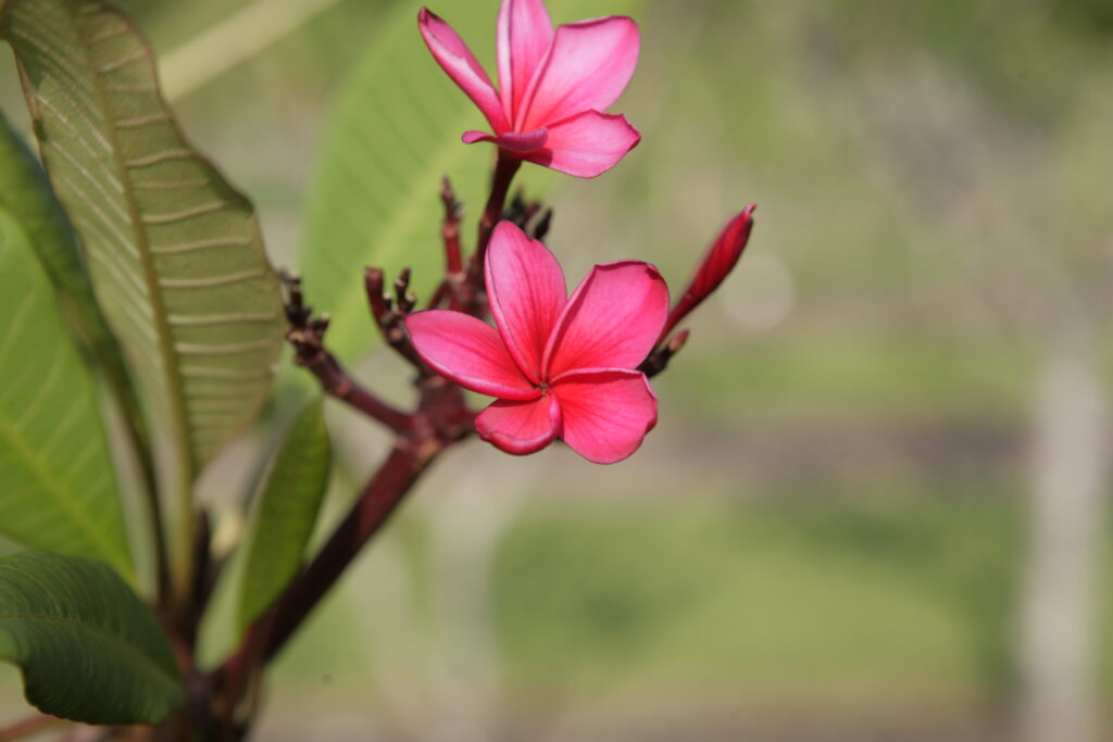 Kimoson plumeria photo
