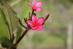 Kimoson plumeria
