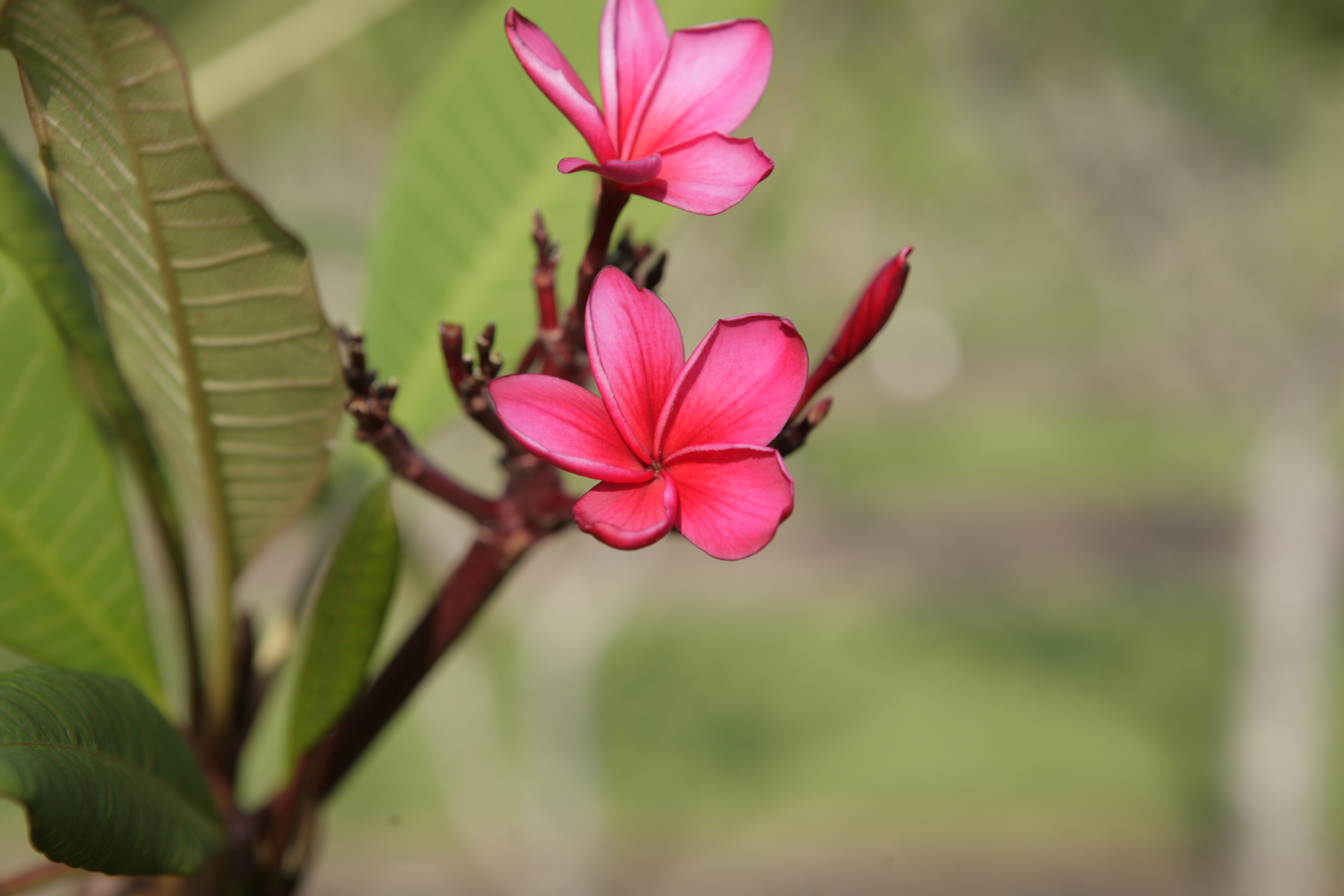 Kimoson plumeria photo