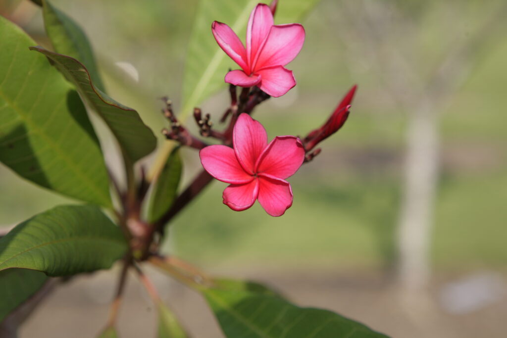 Kimoson plumeria photo