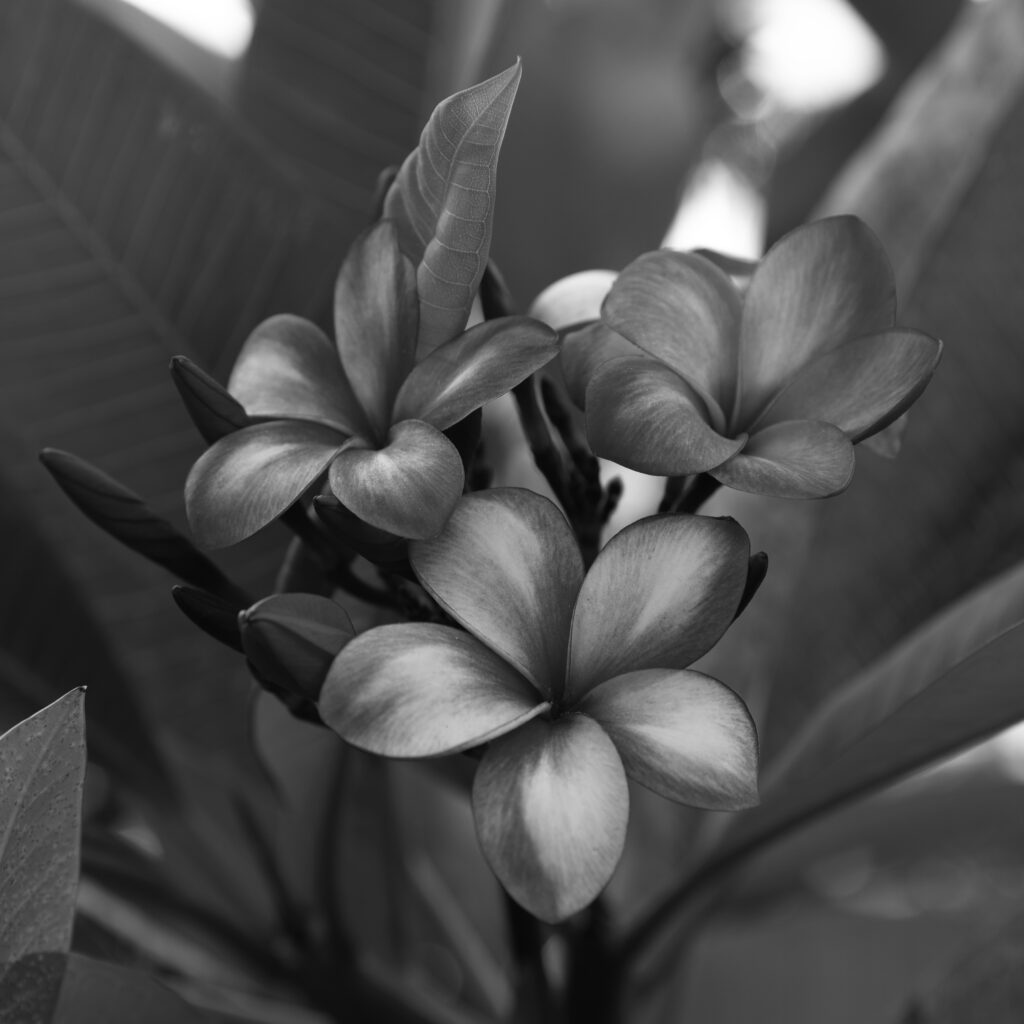 King Arthur plumeria photo