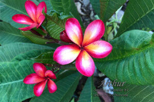 King Arthur plumeria photo