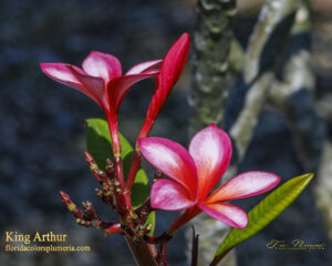 King Arthur plumeria photo