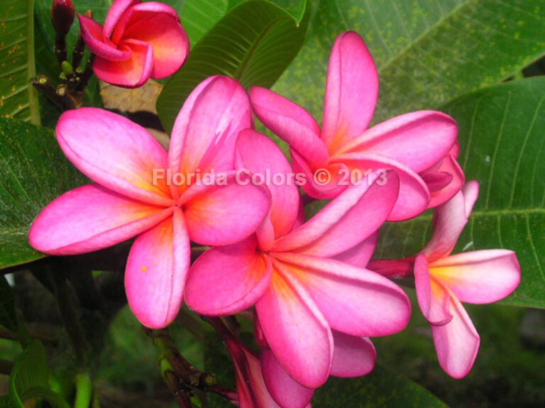 Kiss Me Pink plumeria photo
