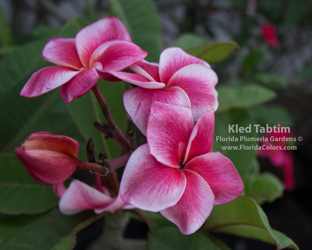 Kled Tabtim plumeria photo